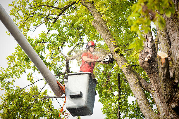 Dead Tree Removal in Lake Leann, MI